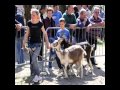 Filmato Mostra Ovicaprina 2012 Wmv