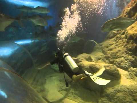 BHUMIT vs Oceanic Whitet ip Shark.MOV