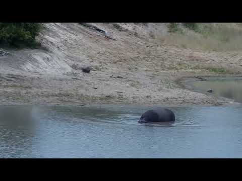 Djuma: Hippo with back scratches goes back in the dam - 14:28 - 01/23/2023