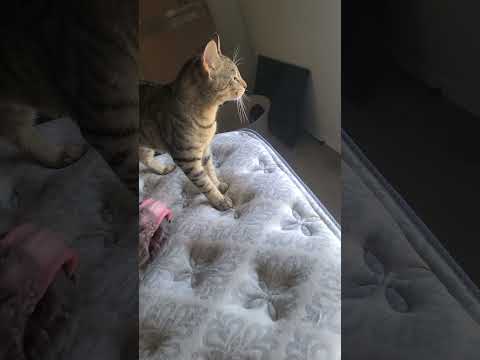 Pet Owner Has Hilarious Reaction to Tiny Cat and Gentle Large Dog Play Fighting