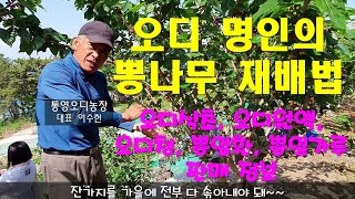 오디 명인의 뽕나무 재배법. 오디식초, 오디생과, 오디원액, 오디청, 뽕잎 등 판매 안내. 통영오디농장의 명…