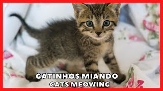  Gato Miando  |   Som de Gato Miando Alto  |   Gatinhos Miando 
