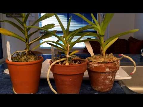 Growing Vanda Type Orchids In Pots Indoors: Watering Time and Update