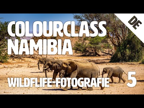 Wildlife-Fotografie 📷 5 Experten-Tipps von EIZO | Colourclass Namibia: Folge 5