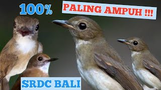 Download lagu SUARA PIKAT SRDC BALI. PIKAT AMPUH UNTUK SRDC TROTOLAN mp3 Download lagu SUARA PIKAT SRDC BALI. PIKAT AMPUH UNTUK SRDC TROTOLAN mp3