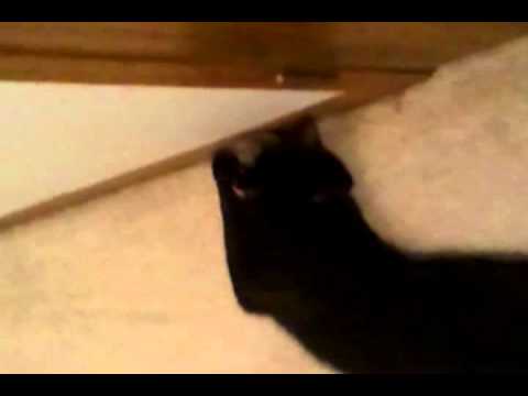 Miles & Dionne - Christmas Mouse #1