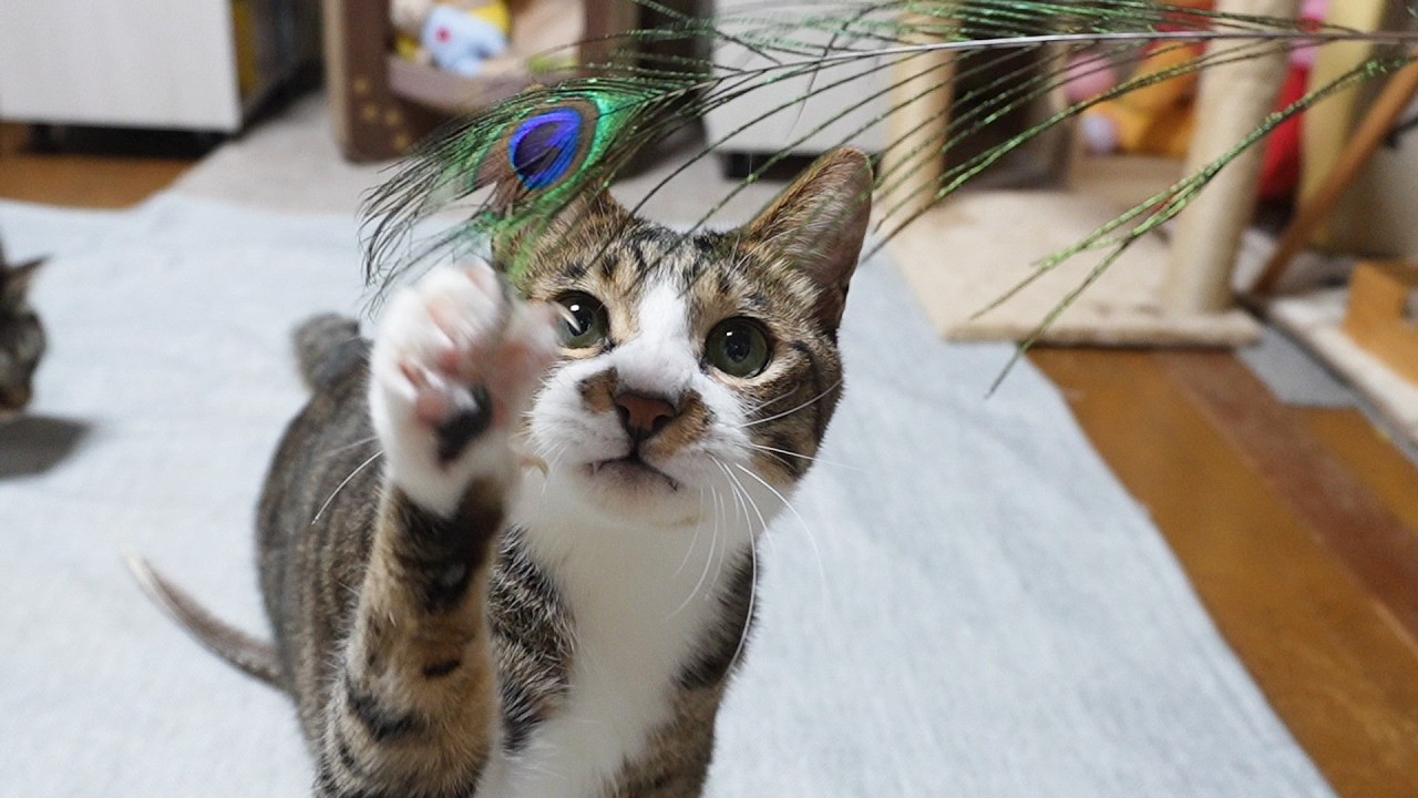 孔雀の羽根で遊ぶ猫がかわいい♥かわいい猫パンチ【リキちゃんねる　猫動画】 キジトラ 猫のいる暮らし