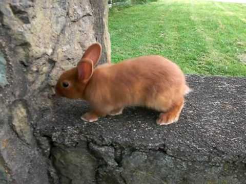 Blaze - 6 Week Old Thrianta Rabbit