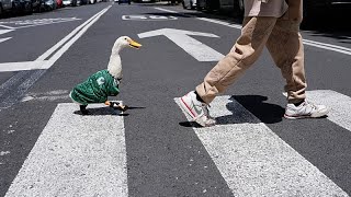 Merlin, el pato que se convierte en la mascota viral del Mundial