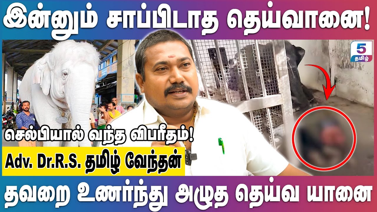 பாகன் இறந்தது தெரியாமல் தேடிகொண்டிருக்கும் தெய்வானை! | Adv.R.S.Tamilvendan