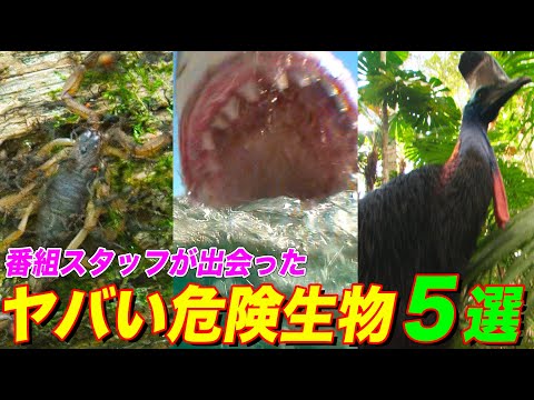 オーストラリアで最も危険な動物