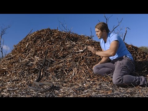 Animal Planet's Deadliest South Africa Full Episode 3