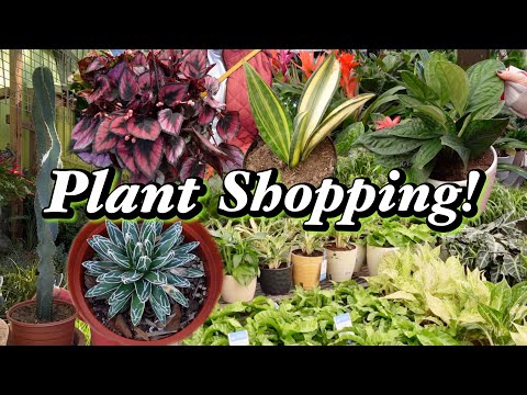 , title : 'BIG BOX Plant Shopping | Rare & Exotic Indoor Plants | Lowe's + Nursery Tour'