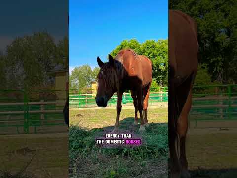 💫Jaci : “moon goddess, protector of plants and animals, and associated with reproductive cycles”