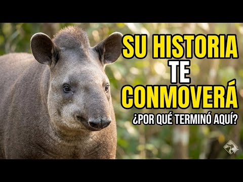 La increíble razón por la que este Tapir terminó en Río Cuarto 😱