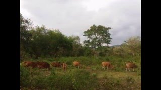 Christmas Bells (happy Xmas) / Plastic3