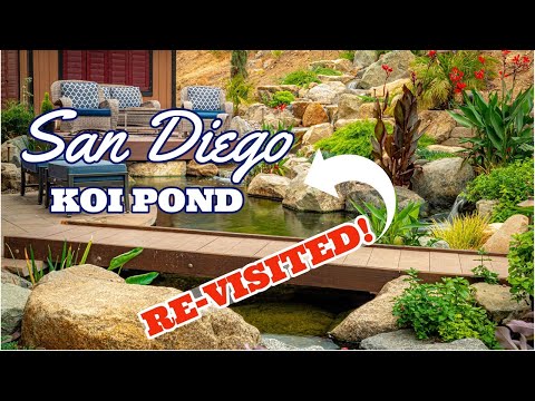 San Diego KOI POND  *BACKYARD STAYCATION REVISITED*