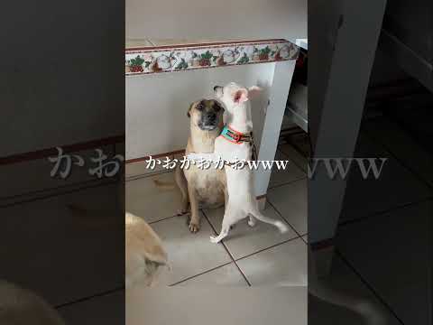 最初のこれなんなんまじwwwwww