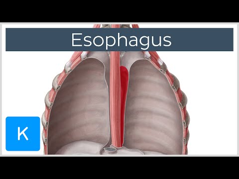 Esophagus Definition, Function and Structure - Human Anatomy | Kenhub