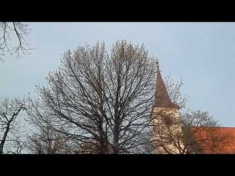 Turški lešnik (Corylus colurna), Ptuj, Slovenija, 2018