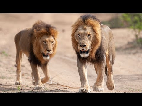 LEONES | REINO DE LEONES #1 - MANADA EN CONFLICTO | Documentales de Leones HD