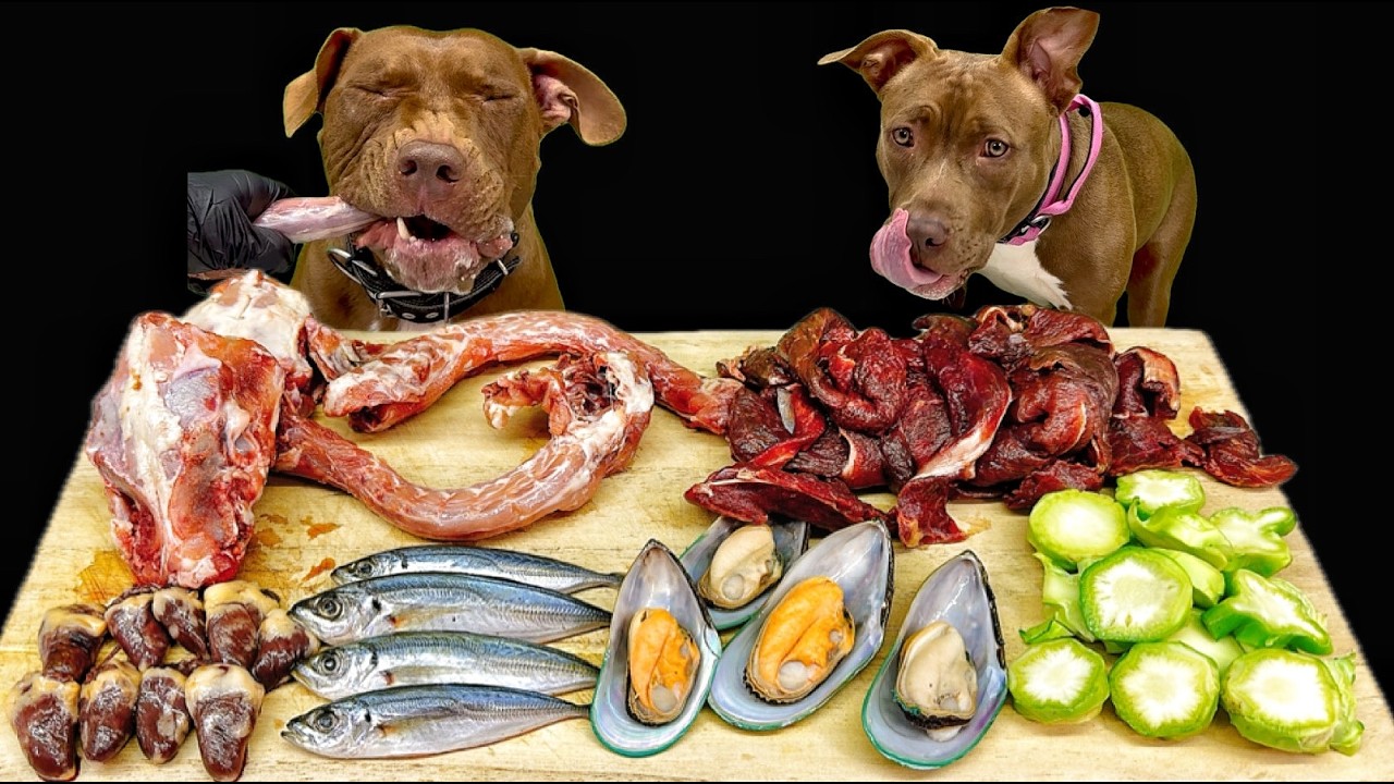 中毒性あり!!ピットブルが骨付き肉をボリボリ噛み砕く咀嚼音