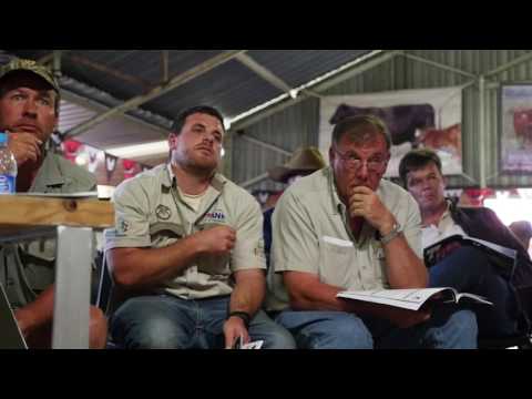 Woodview Wagyu cattle sale 2017