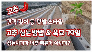 고추 심는방법 육묘79일 검정비닐 [고추재배방법]