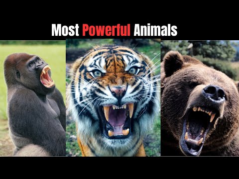 Top 10 Strongest Animals on Earth – You Won't Believe #1!