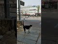 Tuxedo Cat Walking On The Street Funny Cats