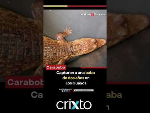Capturan a una baba de dos años en Los Guayos
