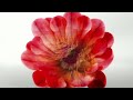 Air Wick Limited Edition National Park Collection Cactus Flower And Warm Breeze Commercial 2013