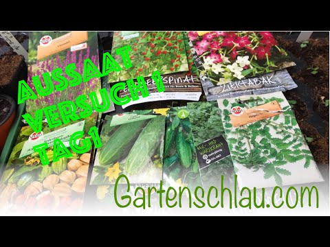 Aussaat Versuch Zwei - 10 Jahre alte Lavendel, Physalis, Pimpinelle und Erdbeerspinat Samen #Tag 1