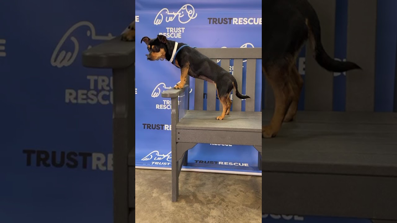 Enlarge POLLY, a Adoptable Terrier in Berlin, NJ video 2/6