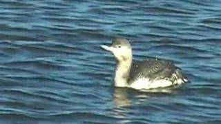 preview picture of video 'Red throated diver (first winter) in Norfolk'