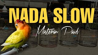 Download lagu MASTERAN LOVEBIRD PAUD AGAR NGEKEK PANJANG JEDA RAPAT mp3