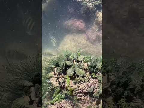 Ilha de Areia Vermelha - Cabedelo Paraíba - Litoral Norte da Paraíba