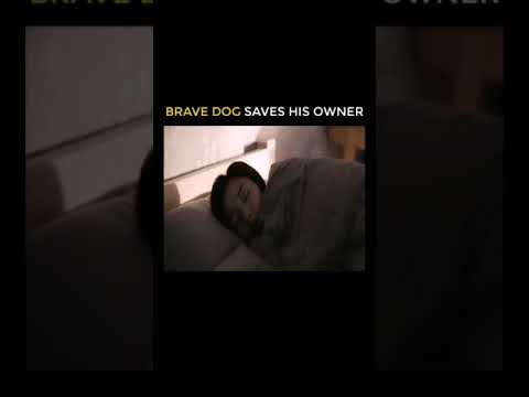 Brave dog saves his owner