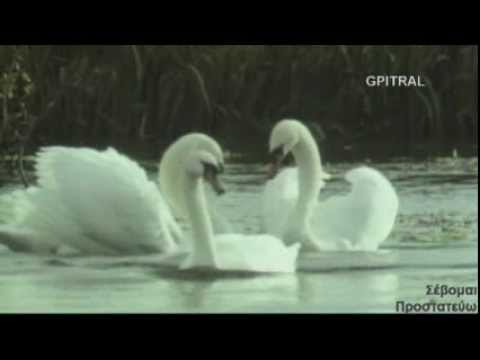 , title : 'Κύκνος Swan'