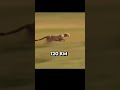who is faster 🤯? #race #fast #dog #cheetah #man #funny #unbelievable