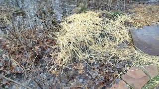 Rain Gardens after heavy rain on March 3, 2023
