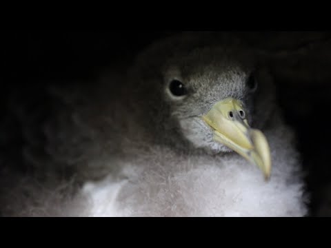 Búrnik veľký (Calonectris diomedea) — tajný život druhu