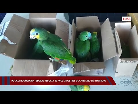PRF resgata 48 aves silvestres de cativeiro em Floriano 10 10 2022