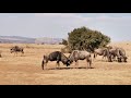 Laziest Wildebeest Fight South Africa