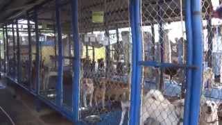 preview picture of video 'Mandaluyong Animal Shelter dogs. Please adopt. Don't buy.'