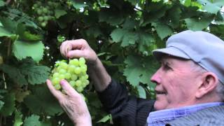 Бәхетебезне таптык шушы җирдә....