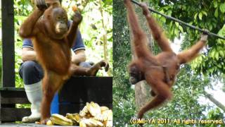 preview picture of video 'FullHD baby and parent Orang-Utan ボルネオの親子オランウータン in Sepilok Borneo'