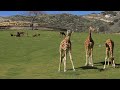 San Diego Zoo Safari Park Africa Safari Tram FULL RIDE POV