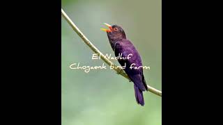 Download lagu masteran.!!violet cuckoo bird (burung kedaseh ungu) mp3 Download lagu masteran.!!violet cuckoo bird (burung kedaseh ungu) mp3