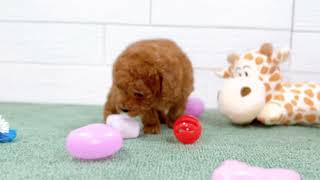 トイプードルの動画01